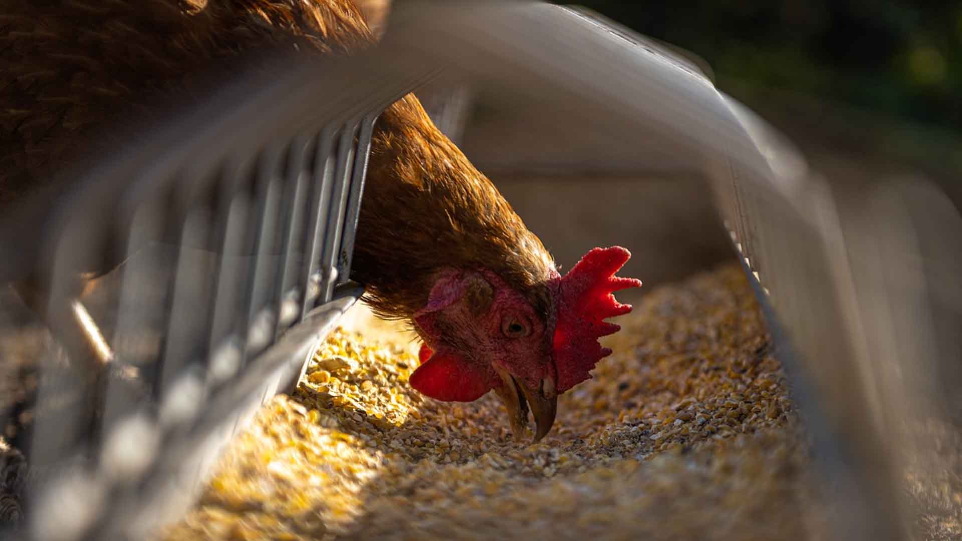 Normativa europea sobre bienestar animal (granja avícola)