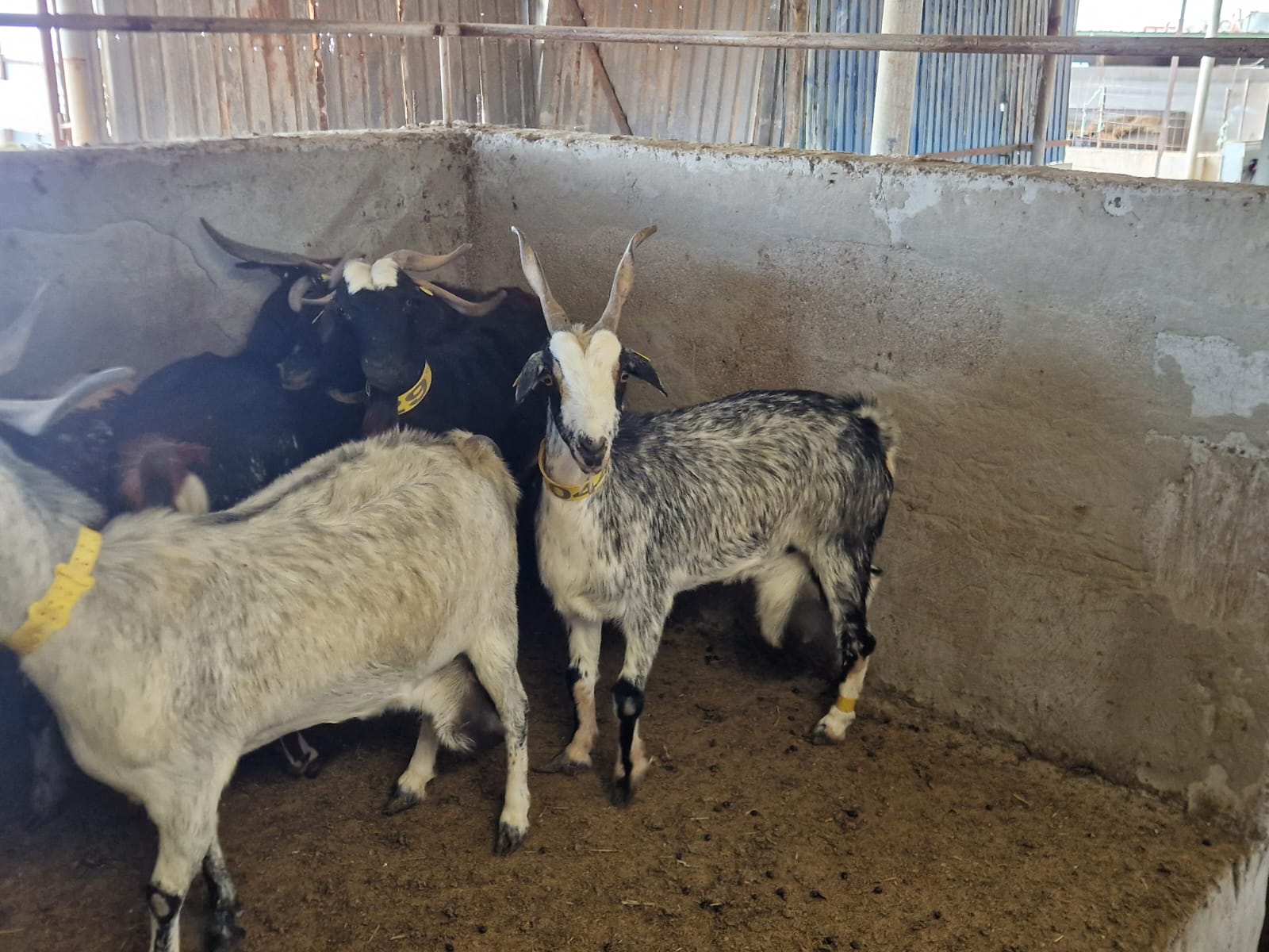 El Colegio de Ingenieros Agrónomos advierte de los riesgos de abordar proyectos ganaderos sin especialistas en producción agroganadera