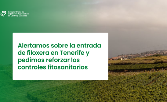 Alertamos sobre la entrada de filoxera en Tenerife y pedimos reforzar los controles fitosanitarios
