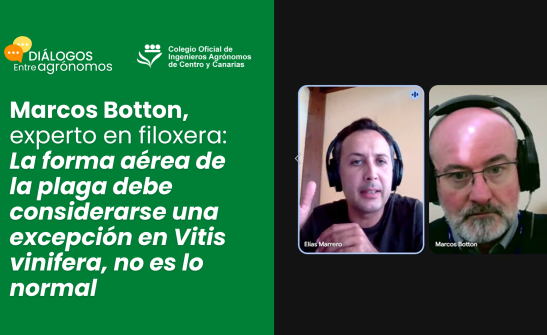 Marcos Botton, experto en filoxera: La forma aérea de la plaga debe considerarse una excepción en Vitis vinifera, no es lo normal