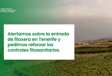 Alertamos sobre la entrada de filoxera en Tenerife y pedimos reforzar los controles fitosanitarios