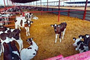 Los ingenieros agrónomos reivindican sus competencias en bienestar animal