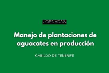 Jornadas de manejo de plantaciones de aguacates en producción