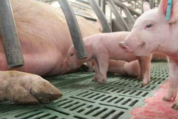 Sala de maternidad en granja de porcino
