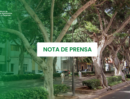 La futura ley del arbolado urbano de Canarias puede colapsar los servicios municipales, advierten los ingenieros agrónomos