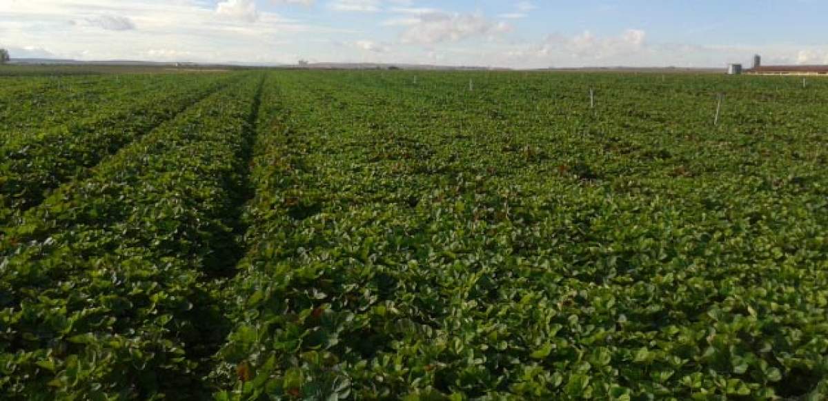 El MAPA inicia la audiencia pública del proyecto de real decreto que simplifica la aplicación de la PAC
