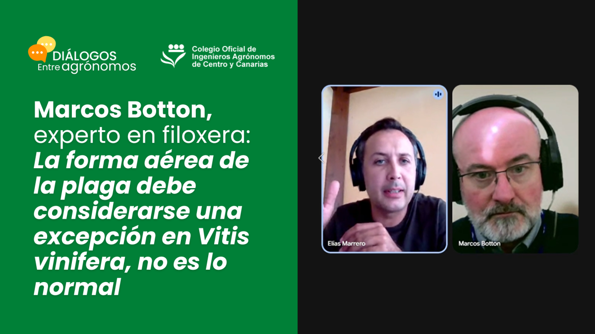 Marcos Botton, experto en filoxera: La forma aérea de la plaga debe considerarse una excepción en Vitis vinifera, no es lo normal