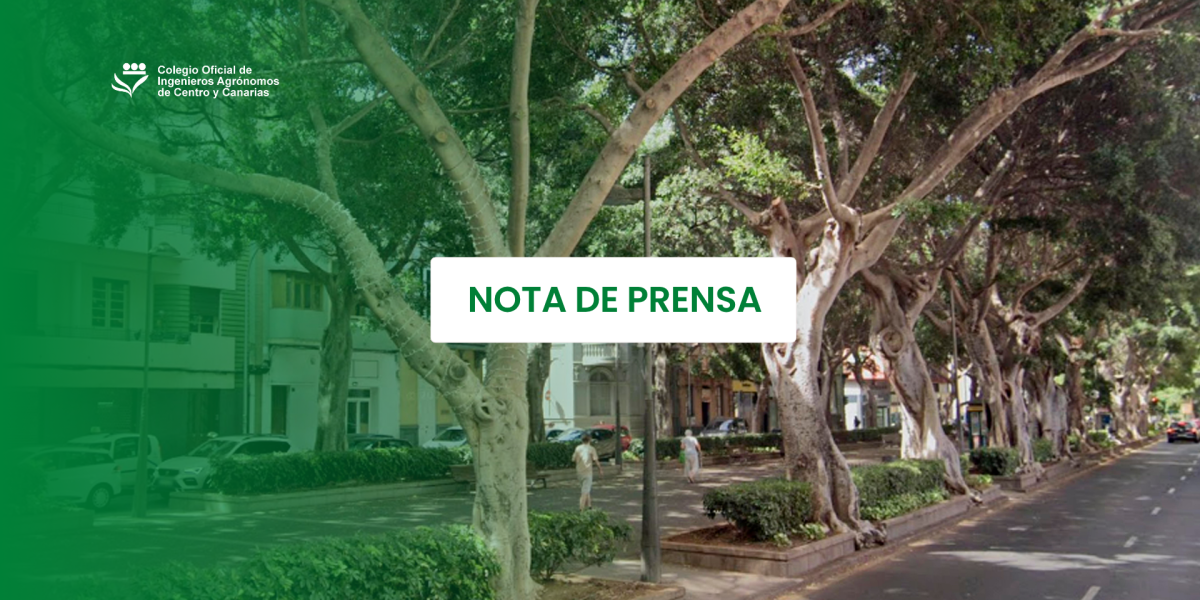 La futura ley del arbolado urbano de Canarias puede colapsar los servicios municipales, advierten los ingenieros agrónomos